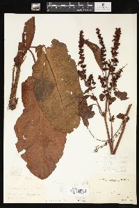 Rumex obtusifolius image