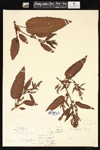 Rumex obtusifolius image