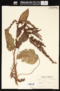 Rumex obtusifolius image