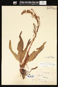 Rumex occidentalis image