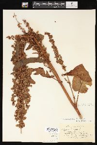 Rumex occidentalis image