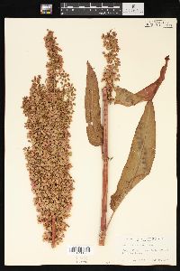 Rumex occidentalis image