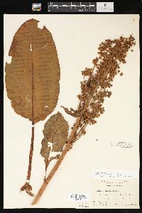 Rumex occidentalis image