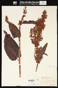 Rumex occidentalis image