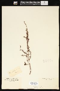 Rumex orbiculatus image