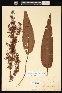 Rumex orbiculatus image