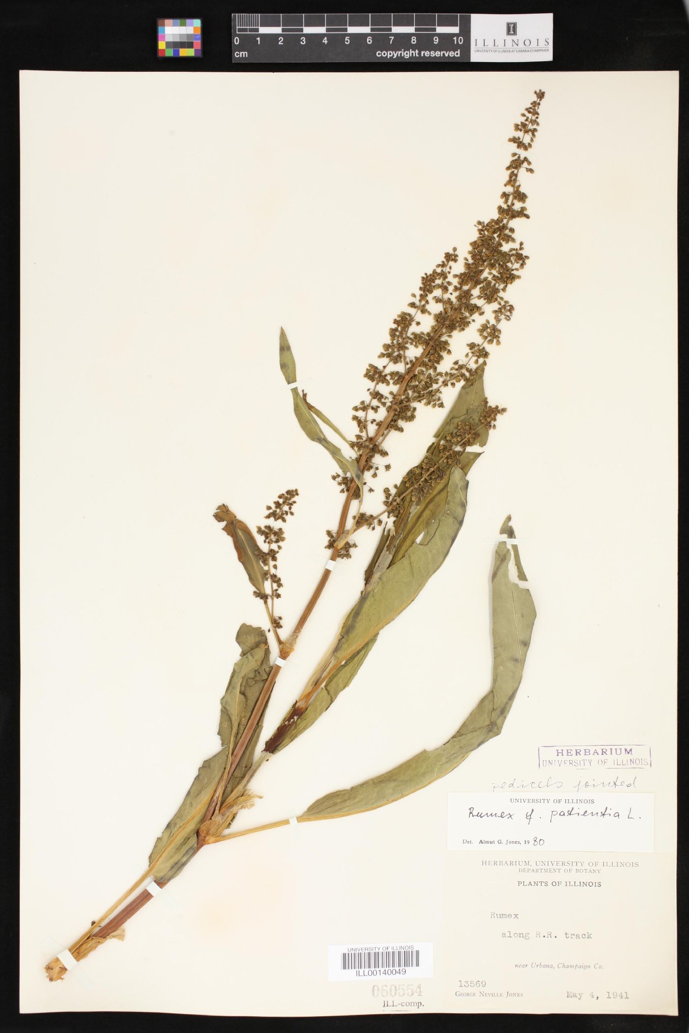 Rumex patientia image