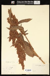 Rumex patientia image