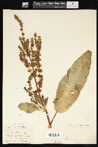 Rumex patientia image