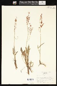 Rumex paucifolius image