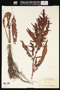 Rumex persicarioides image