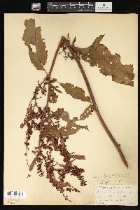 Rumex x pratensis image