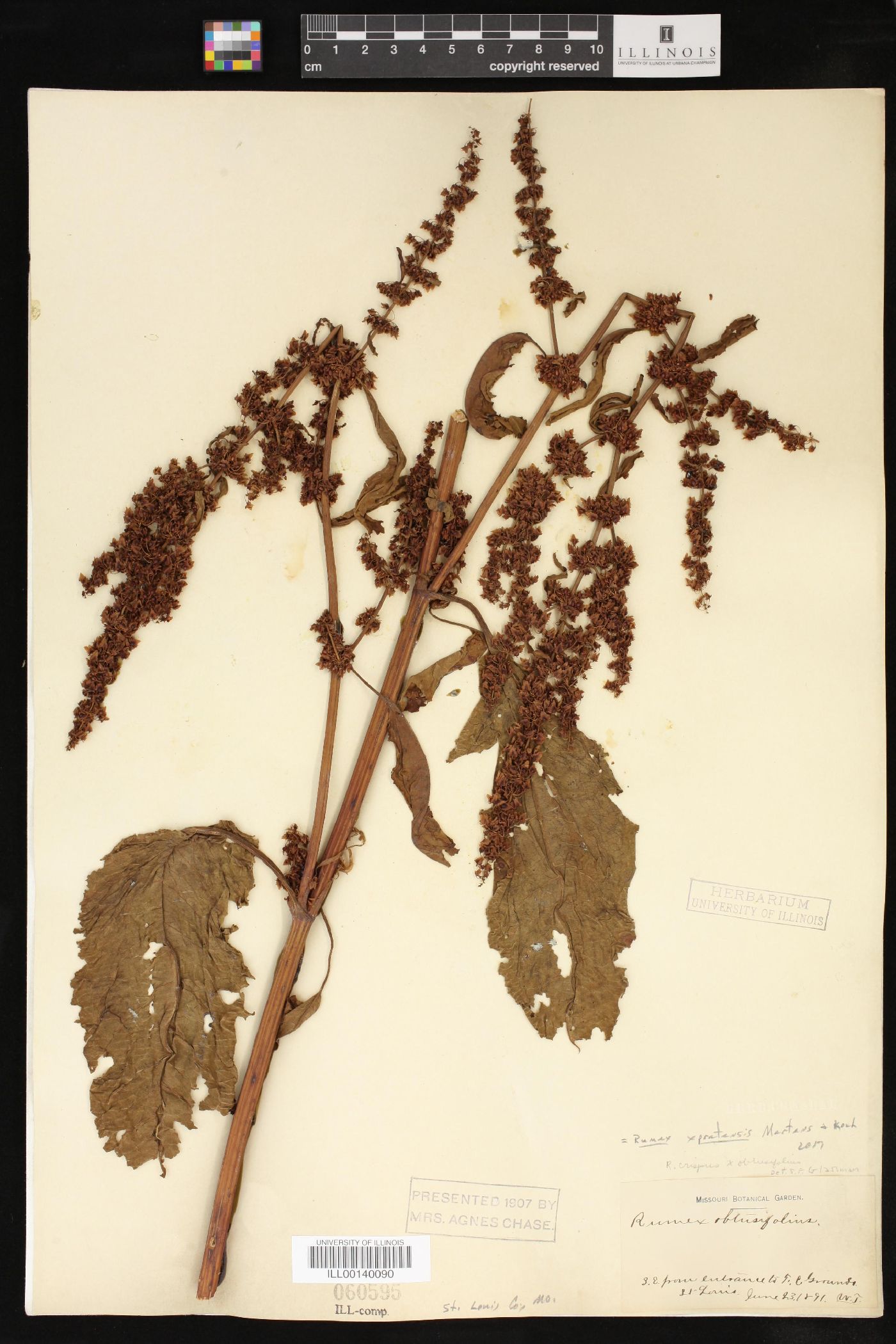 Rumex x pratensis image