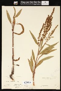 Rumex salicifolius image