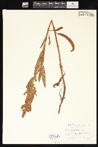 Rumex salicifolius image