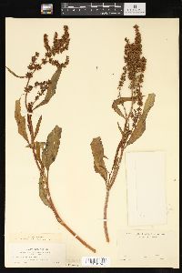 Rumex salicifolius image