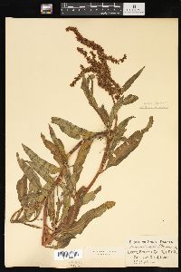 Rumex salicifolius image