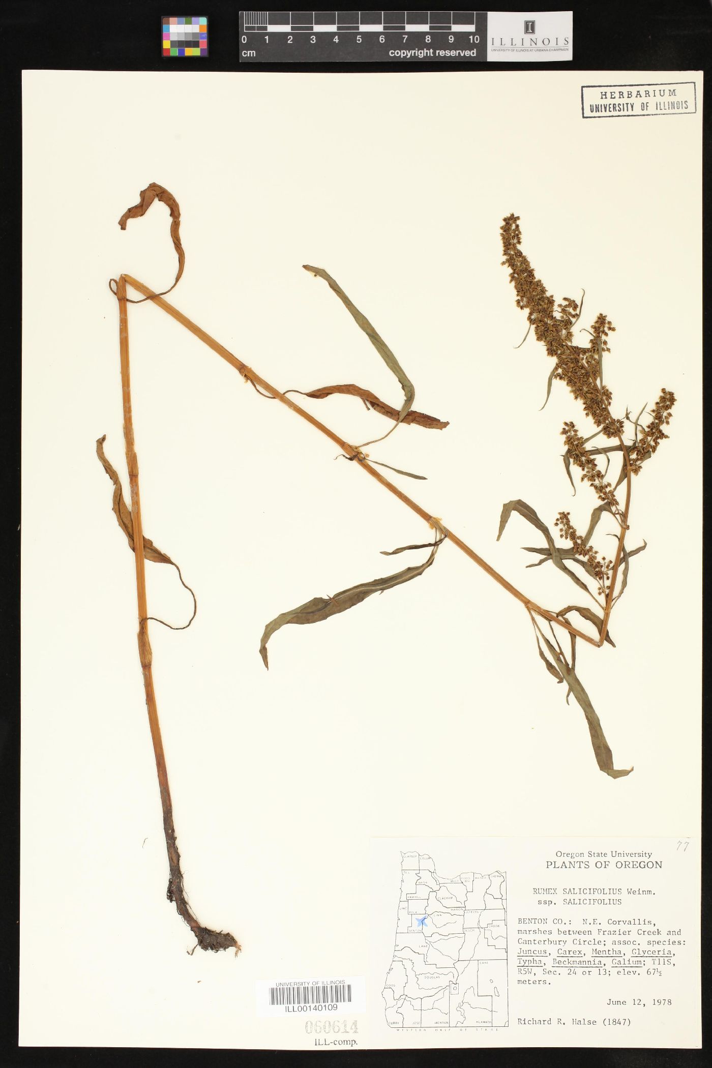 Rumex salicifolius subsp. salicifolius image