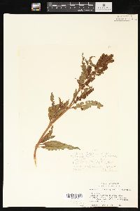 Rumex salicifolius image