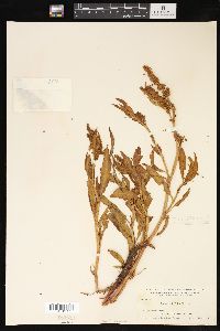 Rumex salicifolius image