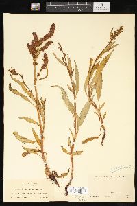 Rumex occidentalis image