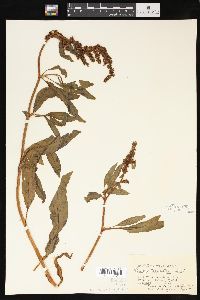 Rumex transitorius image