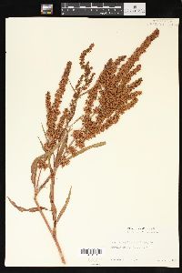 Rumex triangulivalvis image