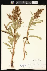 Rumex triangulivalvis image