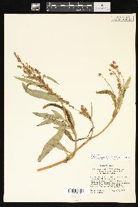 Rumex triangulivalvis image