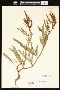 Rumex triangulivalvis image