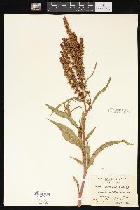 Rumex triangulivalvis image