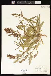 Rumex triangulivalvis image