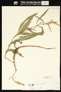 Rumex triangulivalvis image