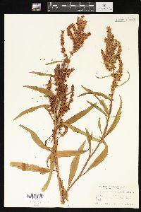 Rumex triangulivalvis image