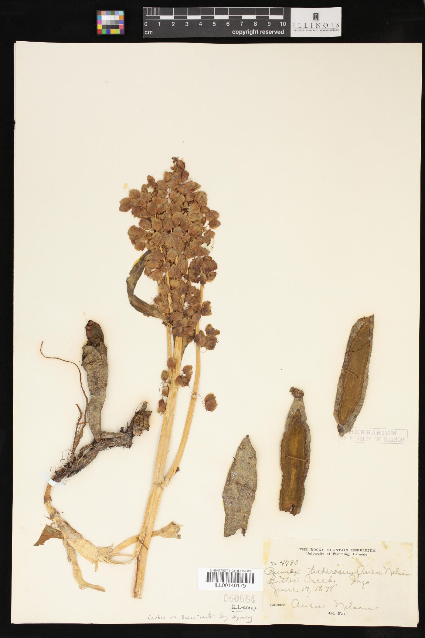 Rumex tuberosus image