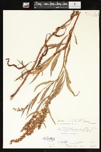 Rumex utahensis image