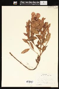 Rumex venosus image