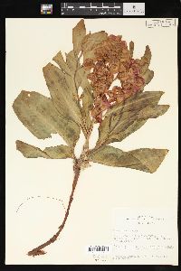 Rumex venosus image