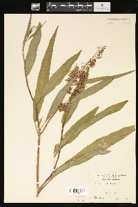 Rumex verticillatus image