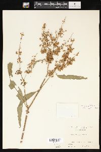 Rumex verticillatus image