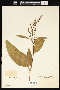 Rumex verticillatus image