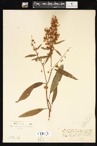 Rumex verticillatus image