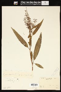 Rumex verticillatus image