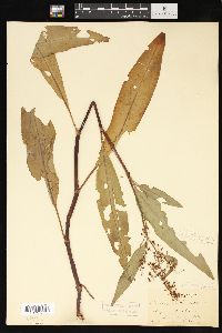 Rumex verticillatus image