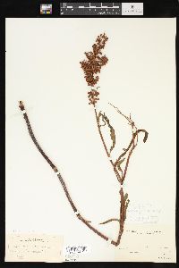 Rumex verticillatus image