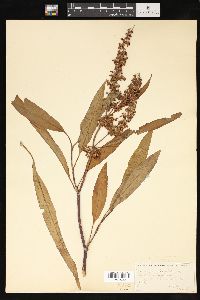 Rumex verticillatus image