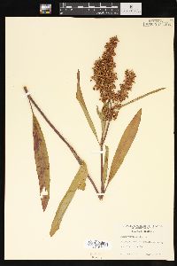 Rumex verticillatus image