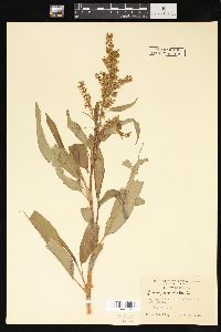 Rumex verticillatus image