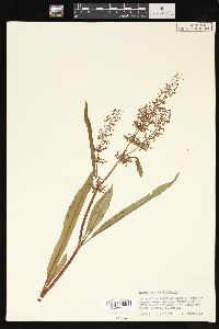 Rumex verticillatus image