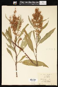 Rumex verticillatus image